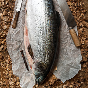 Fresh Scottish Salmon, Hand Gutted Side